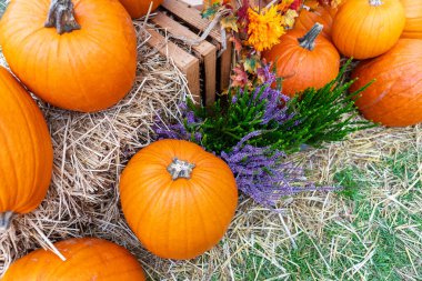 Sonbaharı saman balyasında, sandıkta ve çiçeklerde balkabaklarının büyüleyici görüntüsüyle kucaklayın. Sonbahar dekorasyonu ve Şükran Günü için idealdir. Bu kırsal fotoğraf sıcaklık ve sadelik yayar..
