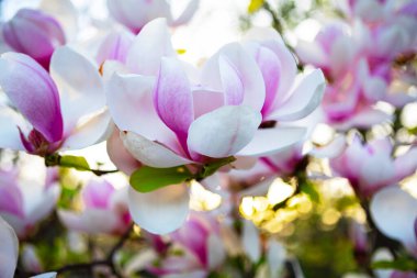 Hassas ve rüya gibi pembe bir manolya çiçeğinin göz kamaştırıcı yakın plan fotoğrafı. Görüntü, doğanın güzelliğinin ve zarafetinin mükemmel bir göstergesidir..