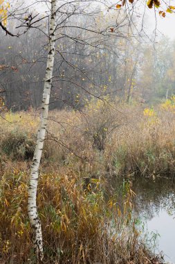 Sakin bir orman gölünün kenarında uzun bir huş ağacı duruyor. Sis dallarını sarar ve gizem yaratır. Aynaya benzeyen göl, sakin gökyüzünü ve ağaçları yansıtır. Huzurlu ortamı güçlendirir..