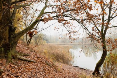 Sakin bir gölün kenarında dimdik duran çıplak ağaçların yansımaları suda parıldıyor. Gökyüzü bulutlu, bu sakin doğal sahnede sakin ve huzurlu bir atmosfer yaratıyor..