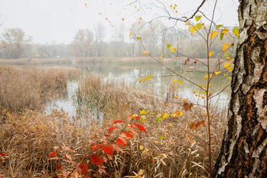 Gölde dingin bir sabah sahnesi. Canlı sarı ve kırmızı yapraklı. Ön plandaki yalnız bir ağaç berrak mavi gökyüzünün altındaki sakin suya yansıyarak huzur verici bir ortam yaratıyor..