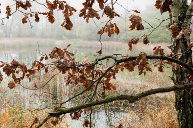 Sonbahar renklerinde dingin bir gölün önünde çıplak ağaç dalları. Kahverengi, sarı ve yeşilin soluk renkleri bu sakin sahneye hakim. Sakin sular bu ortamın huzurlu atmosferini yansıtıyor..