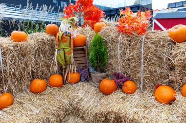 Kareli gömlekli ve tulumlu bir korkuluk. Dost canlısı bir yüzü var. Balkabağı tarlasında duruyor. Değişen boyutlarda ve şekillerde balkabakları açık mavi gökyüzünün altında samanların içine yerleştirilir..