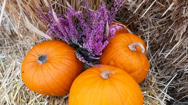 Farklı boyutlarda üç portakal kabağı ve mor çiçekler. En büyüğü arkada, en küçüğü solda, orta boy sağda. Sonbahar, Hasat, Şükran Günü, Cadılar Bayramı, Balkabağı, Su Kabağı.