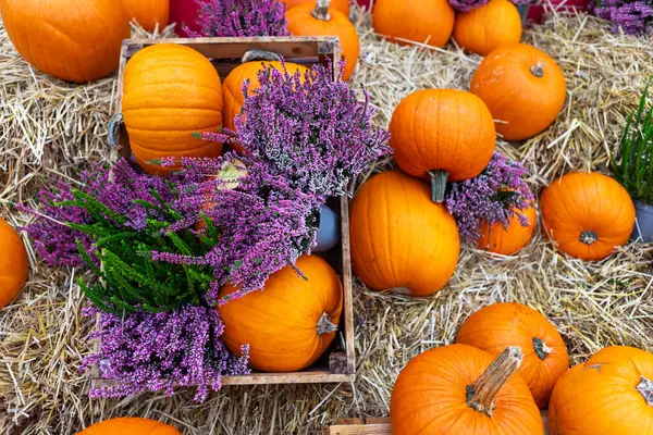 Sonbaharın özünü kabakların, kabakların, çiçeklerin ve samanların yer aldığı bu kırsal sakin yaşamla yakala. Sonbahar projeleri için ideal, samimi ve geleneksel bir atmosfer yaratıyor..