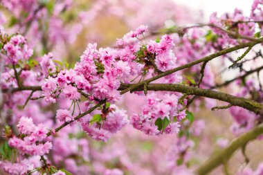 Güzel pembe kiraz çiçeklerinin bir ağaç dalında açtığı yakın plan. Yumuşak odaklı bahar bahçesi arka planı rüya gibi bir atmosfer ekler. Bahar ve doğa projeleri için ideal.