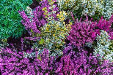 Sersemletici mor kenevir çiçekleri büyüleyici doğa güzelliği gösterileri yaratır. Narin çiçekler, doğal sanatını sergileyen yemyeşil arkaplanlı büyüleyici mor bir deniz oluşturur..