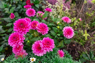Yeşil yapraklarla dolu canlı pembe yıldız çiçekleri doğanın büyüleyici bir görüntüsünü yaratıyor. Beyaz bir arka planda, çiçeklerin güzelliğini gözler önüne seriyor..