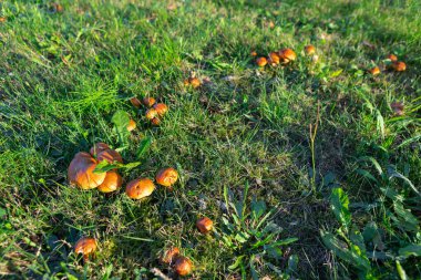 Küçük, turuncu mantar kümeleri canlı yeşil çimen tarlasında yuva yapar. Yumuşak sabah ışığı, sonbaharın başlarında doğanın güzelliğini ön plana çıkaran sahneyi aydınlatır..