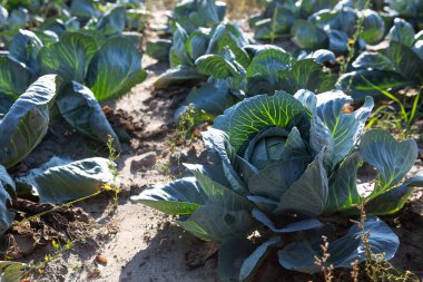 Canlı yeşil lahana kafalar güneşli bir tarım alanında gelişir. Sıralar halinde sağlıklı bitkiler gün içinde verimli bir hasat sağlayarak uzak mesafelere kadar uzanıyor..