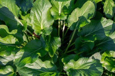 Parlak güneş ışığı altındaki bir bahçeden yemyeşil humma yaprakları çıkar. Sağlıklı bitki örtüsü besin ve optimum büyüme koşullarını gösterir. Doğanın güzelliğini gösterir..