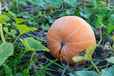 Yapraklı yeşil sarmaşıkların arasında güneşli bir tarım alanında yaprak döşemesi üzerinde tek başına duran bir portakal kabağı. Sahne, sonbahar yaklaşımının ve mevsimsel hasatın özünü yakalıyor..
