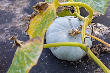 Bahçede yeşil ve sarı yapraklarla çevrili bir balkabağı yerde yatar. Sonbahar güneşi balkabağının mavi-gri rengini vurguluyor, verimli bir hasat mevsiminin habercisi..