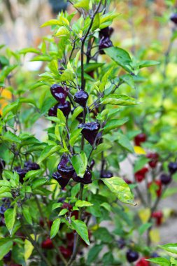 Koyu mor biberler yemyeşil bitkilerden sarkan büyüyen bir bahçede. Sahne, sağlıklı yeşillikler ve çeşitli renklerle bahçenin güzelliğini yakalıyor..