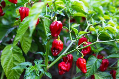 Olgun kırmızı biber kümesi, zengin yeşil yapraklarla çevrili bitkilerinden sarkıyor. Güneş ışığı parlak yüzeylerini güçlendirir, canlı renklerini ve sağlıklı büyümelerini gösterir..