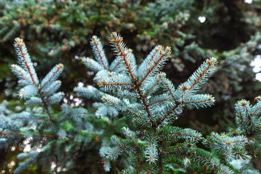 Bitmeyen yeşil dallara yakından bakınca canlı yeşil iğneler ve ince kahverengi uçlar ortaya çıkıyor. Gün ışığında huzurlu bir ormanda doğanın güzelliğini vurguluyor..