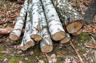 Sessiz bir orman açıklığında, birkaç yeni kesilmiş kütük düzgünce yere istiflenir. Çevresi yeşil yosun ve dağınık yapraklarla doludur. Bu da dingin ve doğal bir ortam olduğunu gösterir..