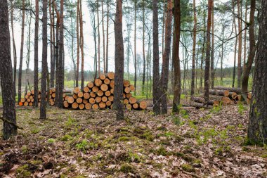 Sakin bir orman sahnesinde uzun ağaçların arasında düzgünce istiflenmiş kütükler bulunur. Düşen dallar ve yemyeşil yemyeşil orman zeminini bulutlu bir gökyüzünün altında süsler, huzur verici bir ortam yaratır..