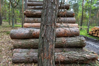 Ahşap kütükler sakin bir ormanda dolambaçlı bir yolun yanında düzgünce istiflenir. Çevreleyen ağaçlar canlı bir sonbahar yeşilliği sergiliyor, barışçıl ve doğal bir atmosfer yaratıyor..