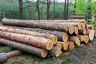 Taze kesilmiş kütükler ağaçlarla çevrili bir açıklığa istiflenir. Sabahın erken saatlerinde ışık dalların arasından süzülerek ormanda barışçıl bir atmosfer yaratır..