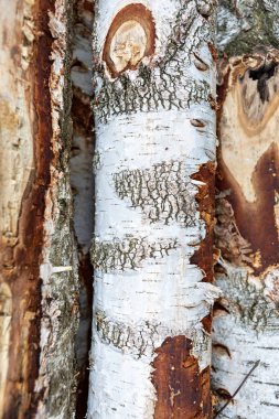 Ağaç kabuğunun ayrıntılı dokuları belirgin olup, beyaz ve kahverengi gölgeler arasındaki zıtlığı ortaya koymaktadır. Bu yakın çekim, sık bir orman ortamında bulunan doğal güzelliği gözler önüne seriyor..
