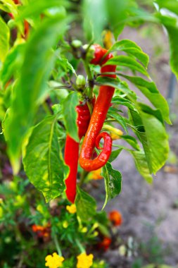 Bahçedeki yemyeşil bitkilerden sarkan parlak kırmızı biberler. Canlı renkler çevre yeşillik ve sarı çiçeklerle tezat oluşturuyor, gelişen bir büyüme ortamı sergiliyor..