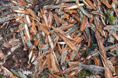 Dağılmış odun parçaları orman zemininde uzanıyor, kahverengi ve gri dokuların bir karışımını sergiliyor..