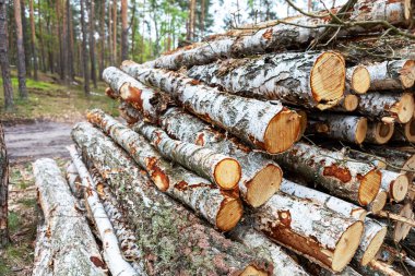 Taze kesilmiş huş ağacı kütükleri orman zemininde düzgünce dizilmiş, yaprakların arasından süzülen güneş ışığı ile çevrili, barışçıl bir atmosfer yaratıyor..