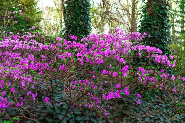 Canlı rhododendron çalıları yemyeşil bir orman zemininde çiçek açıyor. İlkbahar ve doğa temalı projeler için ideal, doğal merak ve sükuneti yakalamak için..