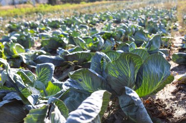Bereketli yeşil lahana bitkileri yoğun bir şekilde bakımlı bir alanda yetişir. Parlak güneş ışığı, yaz sonlarının ılık ikliminde serpilen güçlü yapraklarını ön plana çıkarıyor..