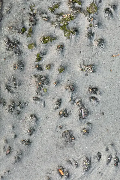 Ayırt edici desenler kumlu zeminde çeşitli dokular gösteriyor. Bitki örtüsü içine bakıyor, vahşi yaşam ve çevre arasındaki etkileşimi vurguluyor.