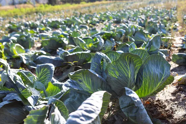Bereketli yeşil lahana bitkileri yoğun bir şekilde bakımlı bir alanda yetişir. Parlak güneş ışığı, yaz sonlarının ılık ikliminde serpilen güçlü yapraklarını ön plana çıkarıyor..