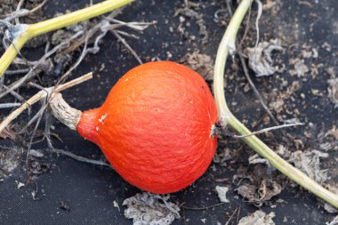 Kurumuş yapraklar ve sarmaşıklarla çevrili parlak kırmızı bir balkabağı yerde yatıyor. Bu natürmort yaşam, kırsal alanda cömertlik gösteren bir sonbahar hasadının özünü yakalıyor.