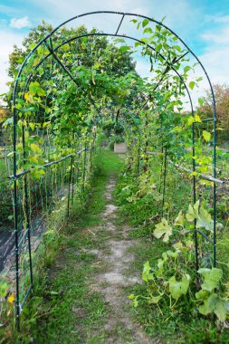 Bir bahçe kemeri tırmanma bitkileriyle kaplıdır. Canlı yeşillik boyunca uzanan temiz bir toprak yol vardır. Bölge yumuşak akşam ışıklarıyla yıkanmış, yemyeşil yapraklar sergileniyor..