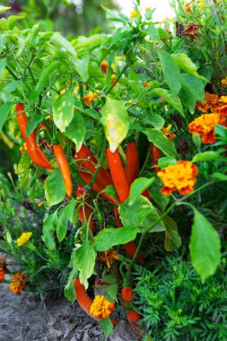 Bereketli yeşil bitkiler açık mavi gökyüzünün altında renkli çiçeklerin arasında asılı parlak turuncu kırmızı biberler sergiliyorlar. Bahçe gün ortasında hayat ve canlı renklerle bezenir..