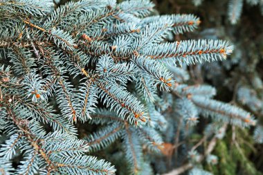 Yeşil ve mavi yapraklı ladin dalları yoğun bir şekilde paketlenmiştir ve iğne benzeri belirgin yapraklar sergilerler. Bu canlı yeşillik, doğanın sükunetini ve güzelliğini vurgulayan bir ormanlık alanda bulunur..