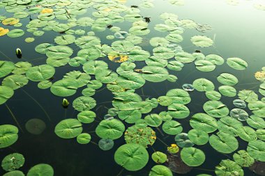 Uçsuz bucaksız yeşil nilüferler suyun sakin yüzeyinde huzur içinde yüzerler. Güneş ışığı sahneyi nazikçe aydınlatırken doğal ortamlar huzurlu atmosferi güçlendirir..
