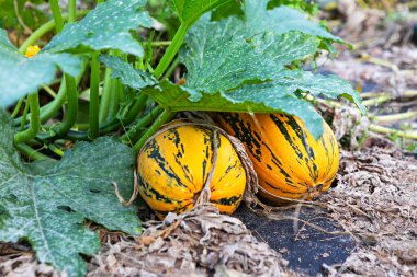 Bahçedeki yemyeşil yapraklarla çevrili iki olgun kabak yerde dinleniyor. Güneş ışığı, yaz sonlarında başarılı bir hasat gösteren sarı ve yeşil renkleri vurguluyor..
