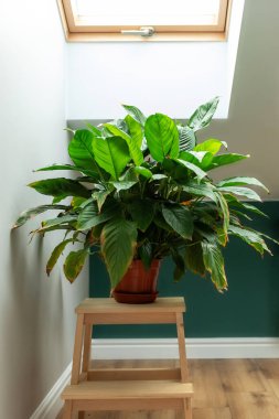 Yeşillik yeşili bir spathiphyllum. Solmuş yaprak kenarları bir tencerede, tahta bir bitkinin üzerinde, pencerenin yanında duruyor..