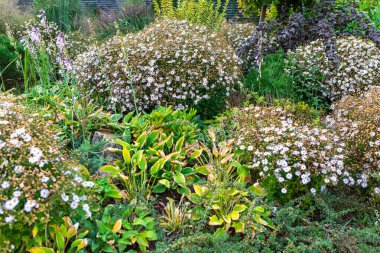 Beyaz çiçekli sakin bir bahçe, yemyeşil yapraklar ve yosun kaplı bir kaya. Huzurlu alan iyi korunmuş, doğanın güzellikleri arasında rahatlama ve tefekkür için huzurlu bir ortam sunuyor..