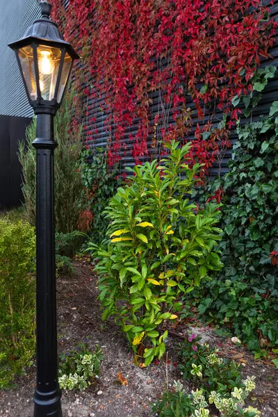 Sarı yapraklı küçük yeşil bir çalılığın yanında uzun siyah bir sokak lambası direği duruyor. Lamba direği çalılığın solunda. Çalılığın arkasında kırmızı yapraklarla kaplı siyah tahta bir duvar var..