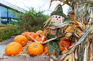 Korkuluk yeşil bir şapka ve ekose gömlek giyiyor. Yüzünde boyalı bir gülümseme olan dostane bir yüzü var. Balkabakları turuncu ve çeşitli boyutlarda. Mısır tarlası uzun ve yeşildir..