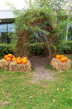 Renkli balkabakları ve kabakları bahçedeki büyüleyici bir dalın altında saman balyalarında sergileniyor. Turuncunun canlı tonları, sarı, beyaz ve yeşil yemyeşil çimlerin arka planına karşı.