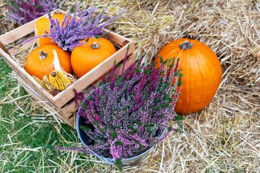 Balkabağı ve mısır saplarıyla dolu ahşap bir sandık mor funda çiçekleriyle dolu metal bir kovanın yanında saman balyasının üzerinde duruyor. Çiçeklerin sağındaki saman balyasının üzerinde başka bir balkabağı oturuyor..