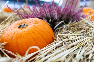 Büyük, yuvarlak bir balkabağı, tırtıklı derisi ve küçük bir gövdesi, yağmurdan sonra altın samanların üzerinde oturur. Gevşek, tüylü saman, canlı turuncu balkabağını sonbahar hasat sahnesinde sarar..