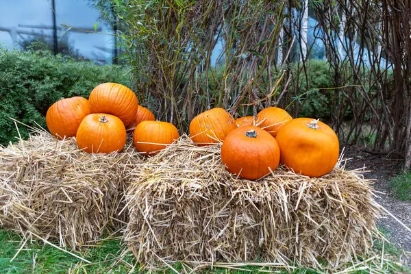 Bir sonbahar ortamında saman balyaları ve balkabaklarının kırsal bir sahnesi. Balkabakları çeşitli boyutlarda ve saman balyalarının üzerinde oturuyorlar. Arka plan kırsal bir çit ve ağaçlardan oluşuyor..