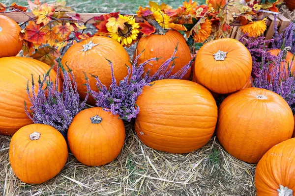 Çeşitli boyutlarda kabak ve kabak çeşitleri yerel bir çiftçi pazarında gevşek samandan bir yatakta oturuyorlar. Bazı balkabaklarının üzerinde süs yaprakları ve çiçekler var..
