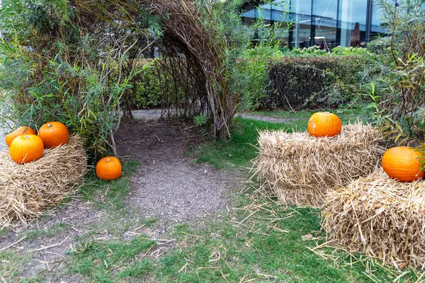 Gizli bir bahçe köşesinde büyüleyici bir balkabağı tarlası keşfedin. Resimli sahne, saman balyaları, canlı yapraklar ve dingin bir patika üzerindeki balkabaklarıyla güzelliği somutlaştırır..