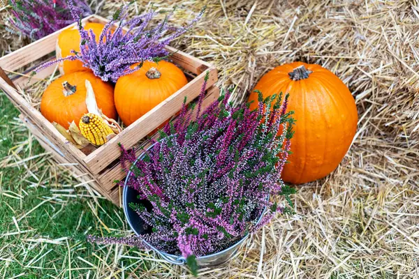 Balkabağı ve mısır saplarıyla dolu ahşap bir sandık mor funda çiçekleriyle dolu metal bir kovanın yanında saman balyasının üzerinde duruyor. Çiçeklerin sağındaki saman balyasının üzerinde başka bir balkabağı oturuyor..