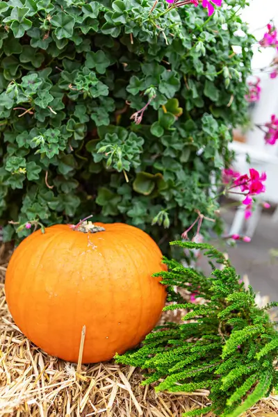 Büyük, dolgun bir portakal kabağı saman balyasında dinleniyor, yemyeşil yeşillikler ve narin pembe çiçeklerle çevrili. Bu sıcak ve davetkar görüntü sonbahar ve Şükran Günü temalı projeler için idealdir..
